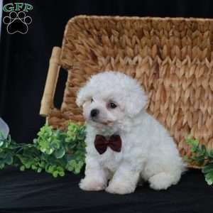 Nicky (Tiny), Bichon Frise Puppy